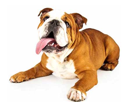 English bulldog outlet kennel club