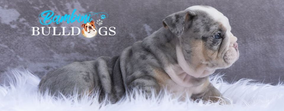 Blue merle english bulldog puppies clearance for sale